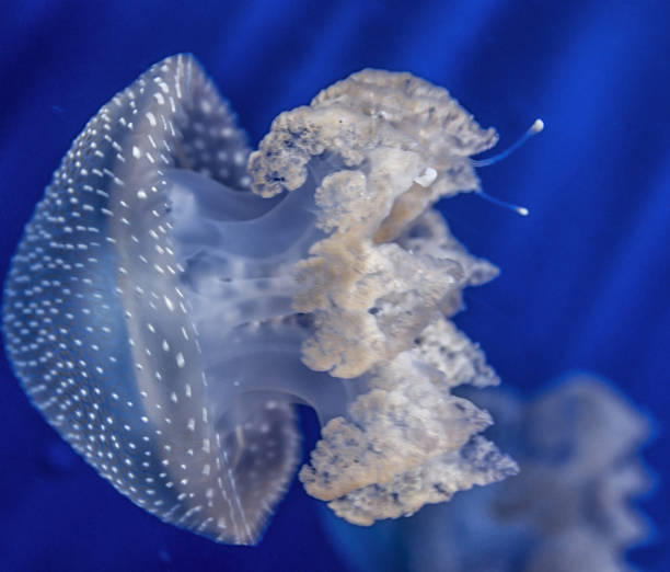 istock Beautiful Italy underwater pictures 1429286834