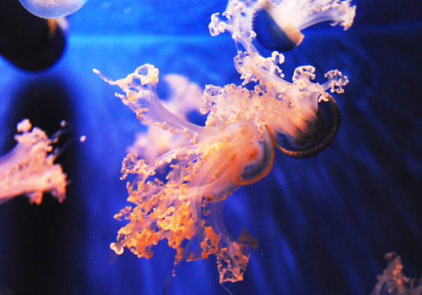 istock Beautiful Italy underwater pictures 1429286856