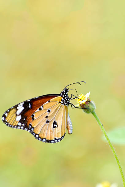 istock A beautiful monarch butterfly on the flowers 1429286871