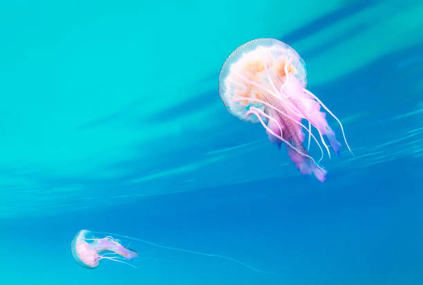 istock Beautiful Italy underwater pictures 1429286921