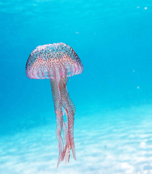 istock Beautiful Italy underwater pictures 1429286978