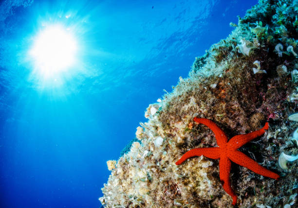 istock Beautiful Italy underwater pictures 1429286982