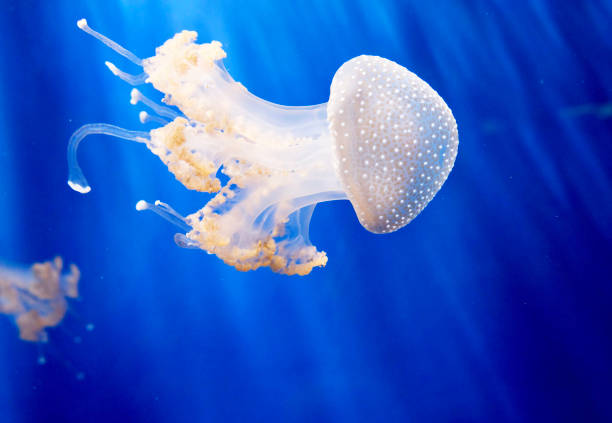 istock Beautiful Italy underwater pictures 1429287617