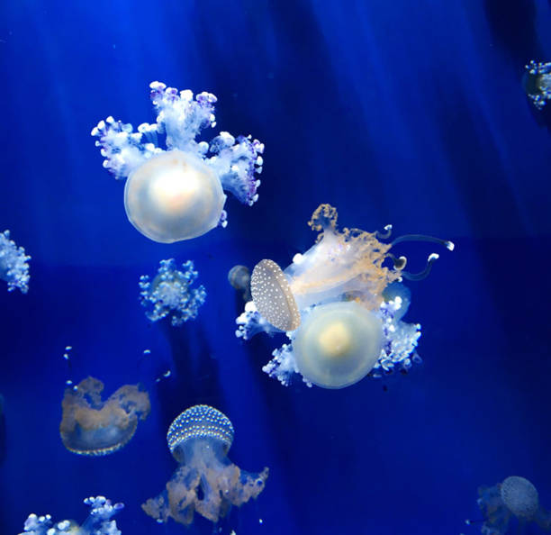 istock Beautiful Italy underwater pictures 1429287631
