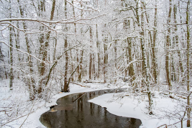 Beautiful winter forest with a stream Beautiful winter forest with a stream bare tree photos stock pictures, royalty-free photos & images