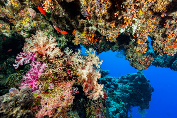 istock Spectacular Biodiversity at Underwater Rock Overhang, Palau, Micronesia 1429290164