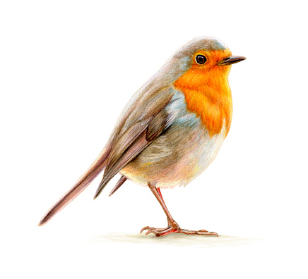 Colored pencil portrait of an European Robin. Traditional illustration on paper.