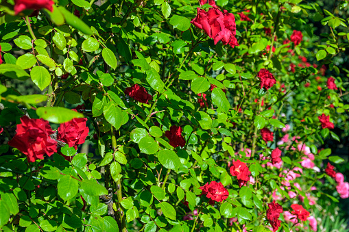 Lush red roses beautiful blossom flowers. Bushes of Chinese or tea rosa, Rosehip. Beautiful blossom flower at sunny summer day. Gardening, floristry, landscaping concept.