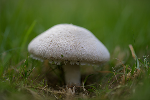 A solitary garden mushroom with its visibly furry cap imbedded in grass with damp moss