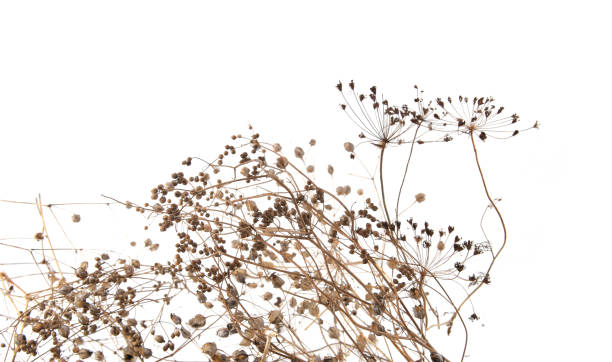 istock Dried meadow plants isolated on white background. 1429303030