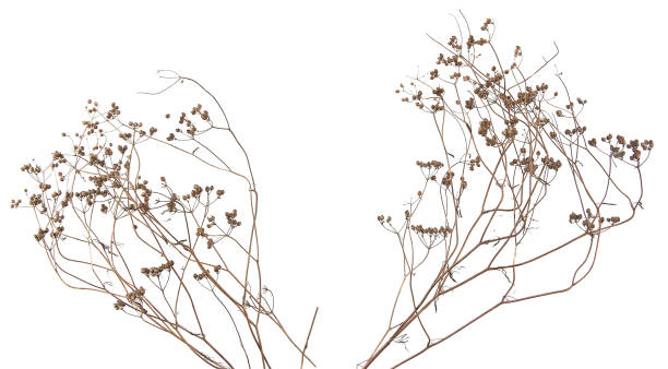 istock Dried meadow plants isolated on white background. 1429303045