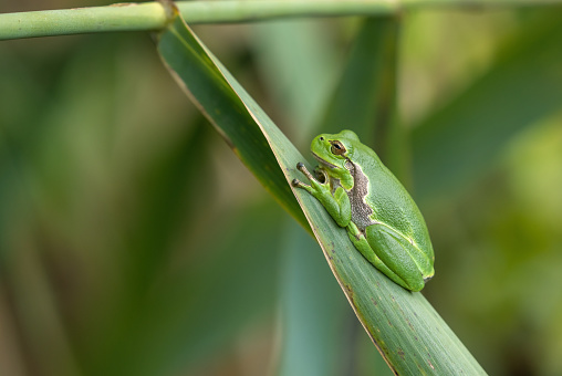 European tree frog (Hyla arborea) resting on reed.