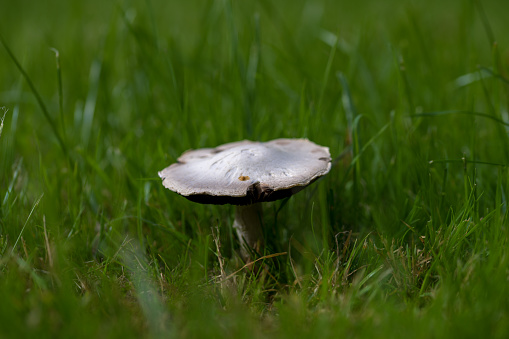 A solitary horse mushroom, \tAgaricus arvensis, sitting in the middle of luscious green grass