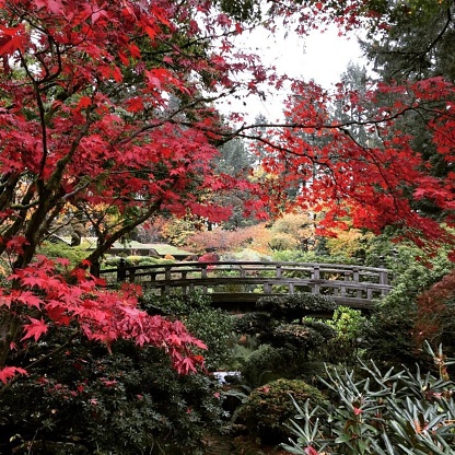 Maple trees in a beautiful Japanese garden in Portland, United States.