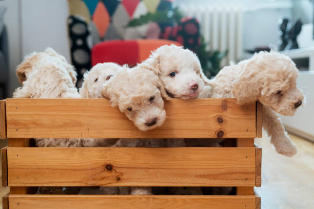 Lagotto Romagnolo puppies in wooden basket Lagotto Romagnolo puppies in wooden basket lagotto romagnolo stock pictures, royalty-free photos & images