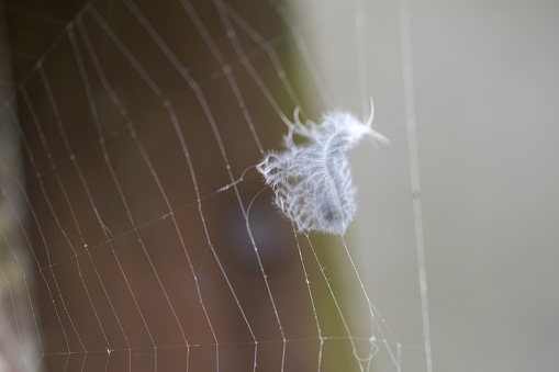 A grey and white ruffled feather caught in a spiders web