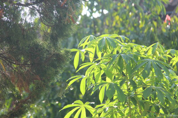 istock Cassava leaves and spruce leaves 1429309334