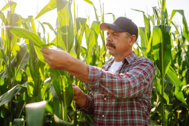 istock Farmer  standing in green field, holding corn leaf in hands and analyzing maize crop. 1429309442