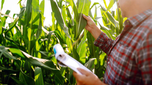 istock Farmer  standing in green field, holding corn leaf in hands and analyzing maize crop. 1429309477