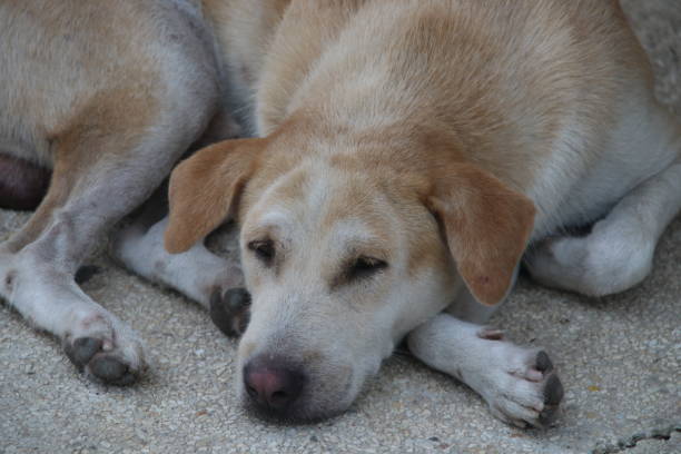 tajski pies leżący na cemencie. - dog lying down tired street zdjęcia i obrazy z banku zdjęć