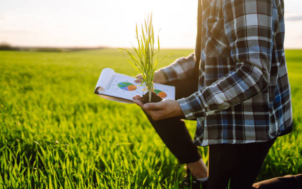 istock Young wheat sprout in the hands of a farmer. 1429310459
