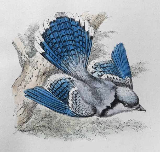 Vintage color illustration - Blue jay (Cyanocitta cristata)