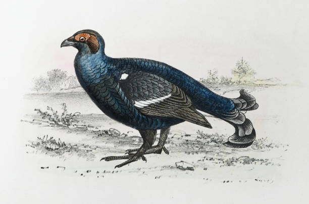 Vintage color illustration - Black grouse, northern black grouse, Eurasian black grouse, blackgame or blackcock (Lyrurus tetrix)
