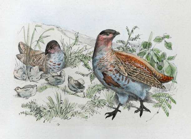 Grey partridge (Perdix perdix) - vintage color illustration Vintage color illustration - Grey partridge (Perdix perdix) perdix stock illustrations