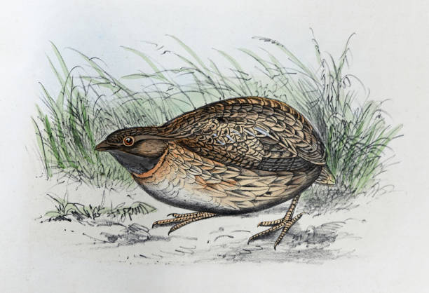 Common quail (Coturnix coturnix) - vintage color illustration Vintage color illustration - Common quail (Coturnix coturnix) coturnix quail stock illustrations