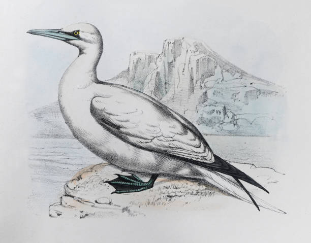 Vintage color illustration - Northern gannet (Morus bassanus)