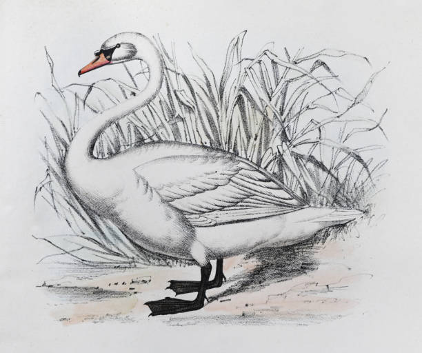 ilustraciones, imágenes clip art, dibujos animados e iconos de stock de cisne mudo (cygnus olor) - ilustración a color vintage - cisne blanco comun