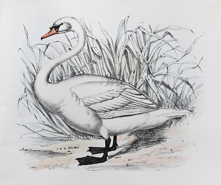 Vintage color illustration - Mute swan (Cygnus olor)