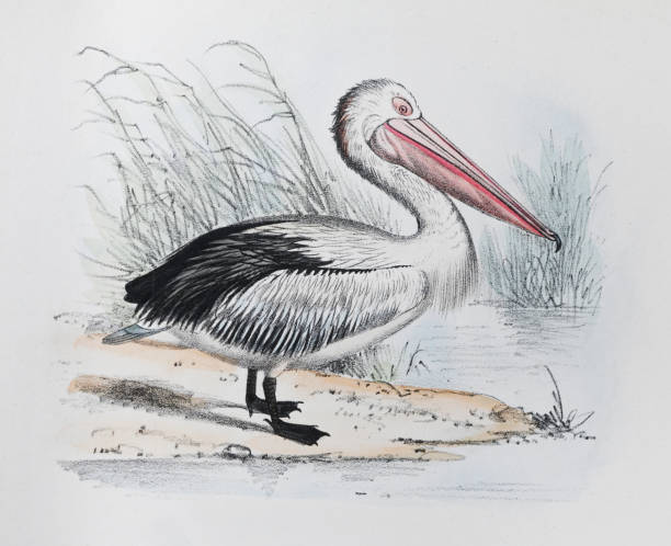 Vintage color illustration - Australian pelican (Pelecanus conspicillatus)