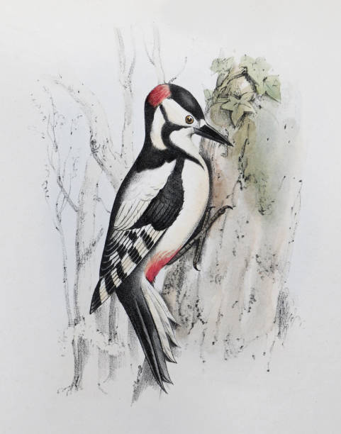 Great spotted woodpecker (Dendrocopos major) - vintage color illustration Vintage color illustration - Great spotted woodpecker (Dendrocopos major) dendrocopos major stock illustrations