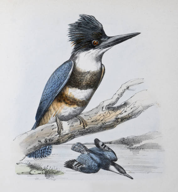 Belted kingfisher (Megaceryle alcyon) - vintage color illustration Vintage color illustration - Belted kingfisher (Megaceryle alcyon) pics of belted kingfisher stock illustrations