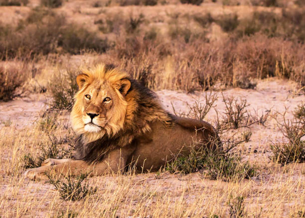 istock Creative South Africa wildlife pictures 1429314901