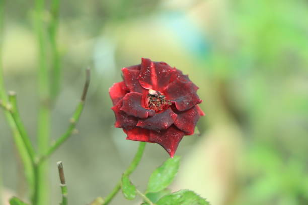 istock Blood color red rose blooming in sunlight 1429317832