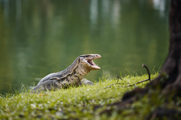 водяной варан ящерицы в траве - water monitor стоковые фото и изображения