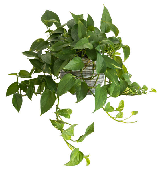 isolated Scindapsus Aureum pothos house plant on a white background