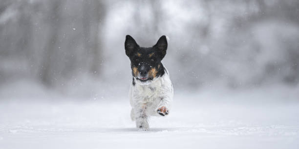 istock Jack Russell Terrier dog is racing fast over a snowy winter path 1429322913