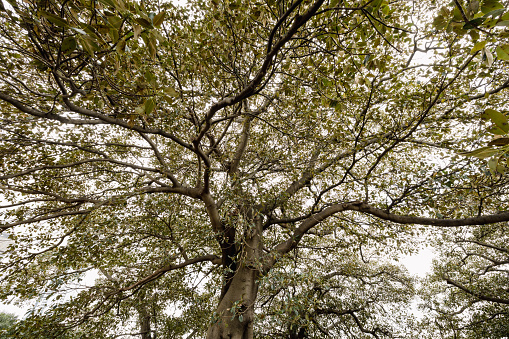 Looking up at the leaves and branches of a large tree with an overcast sky.