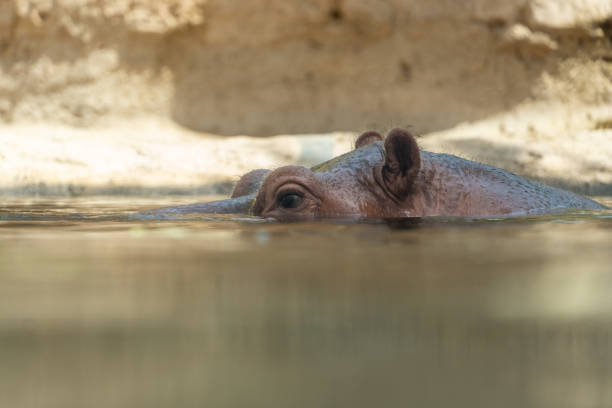 oko hipopotama zwyczajnego (hippopotamus amphibius) na poziomie wody - sub saharan africa zdjęcia i obrazy z banku zdjęć