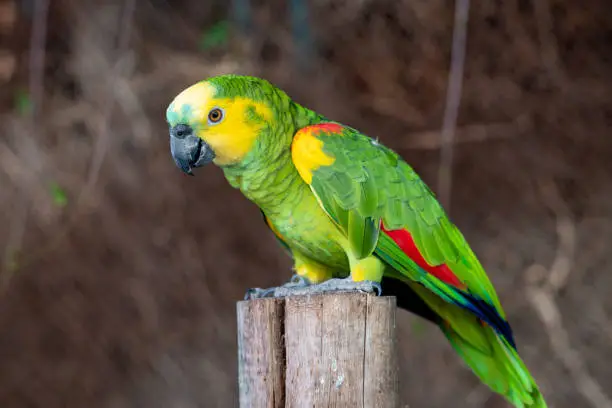 Yellow-headed amazon (Amazona oratrix), yellow-headed parrot or double yellow-headed amazon close up on a pole