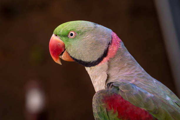 istock A close up of a Rose-Ringed Parakeet (Psittacula krameri) head 1429324528