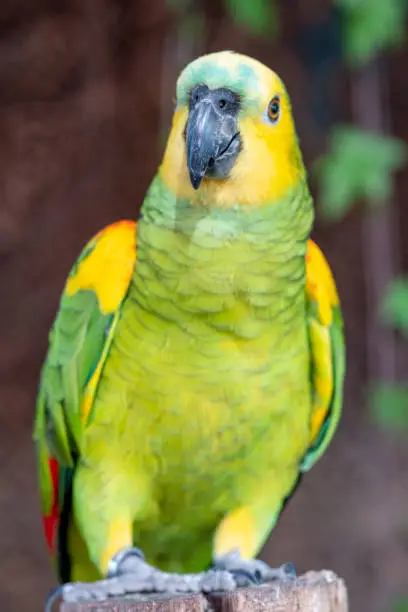 Yellow-headed amazon (Amazona oratrix), yellow-headed parrot or double yellow-headed amazon close up. (portrait view)