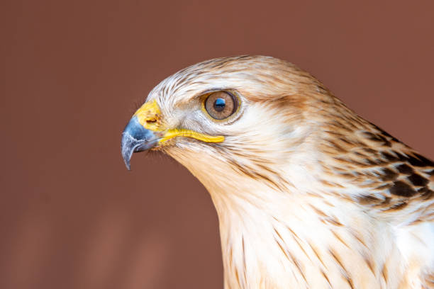 istock A long legged buzzard (Buteo Rufinus) head shot very close up. 1429325875