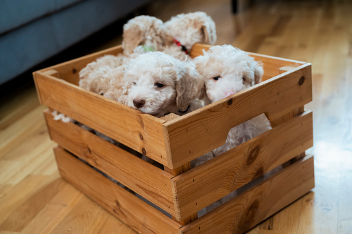 Lagotto Romagnolo puppies in wooden basket