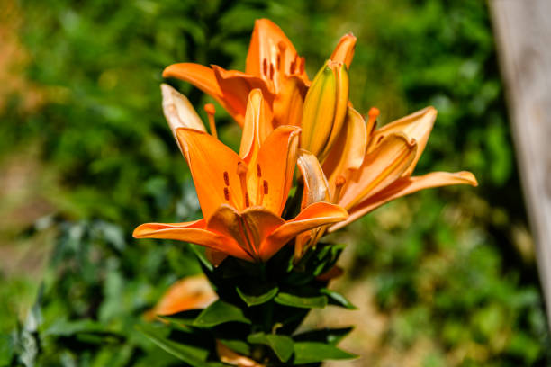 Blooming orange lily (lilium) on flowerbed at summer