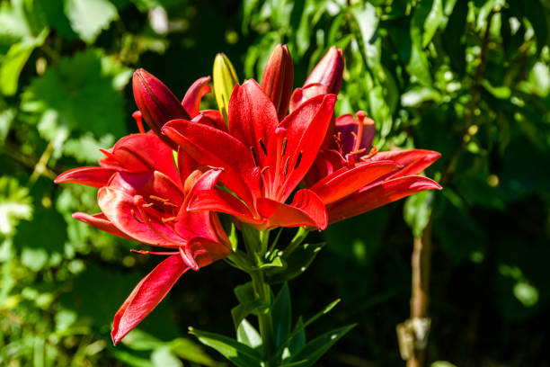 Blooming red lily (lilium) on flowerbed at summer