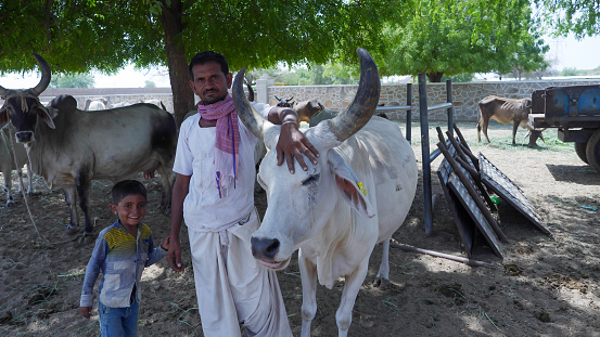 Bhinmal Rajasthan, India - May 19, 2017 : Indian Rural Village Farmer with his Cattle Cow and Kids in his farm